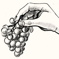 Hand harvested illustrated hand with a bunch of grapes